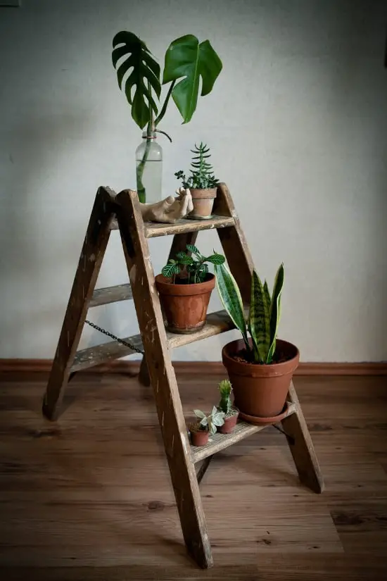 vintage step ladder as plant stand