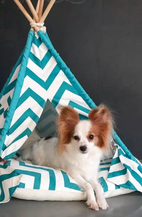DIY dog tent