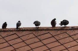 Ways to Get Rid of Pigeons on Your Roof hdr