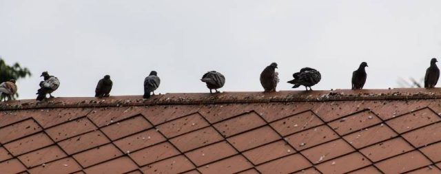 How to Get Rid of Pigeons on Your Roof