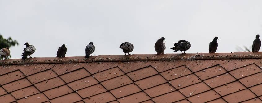 Ways to Get Rid of Pigeons on Your Roof hdr