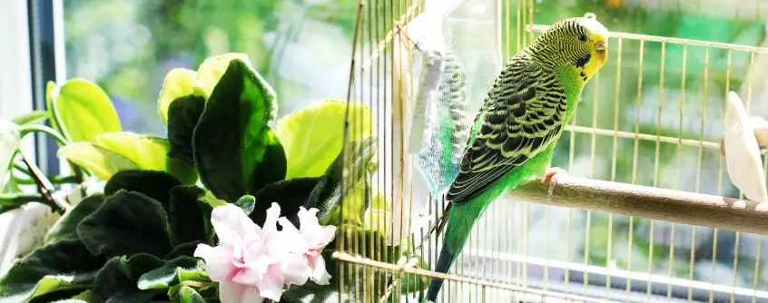 home decor and bird cages