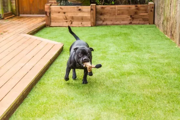 pet on artificial turf