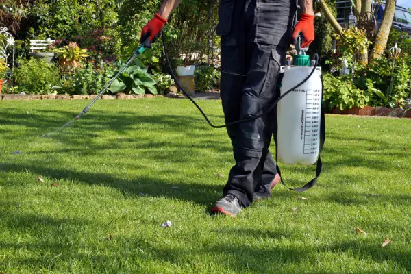 spraying pesticide with portable sprayer to eradicate garden weeds